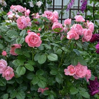 Роза шраб (парковая) ‘Kölner Flora’